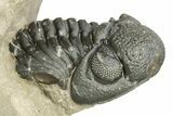Short-Fork Walliserops Hammi Trilobite - Foum Zguid, Morocco #276169-10